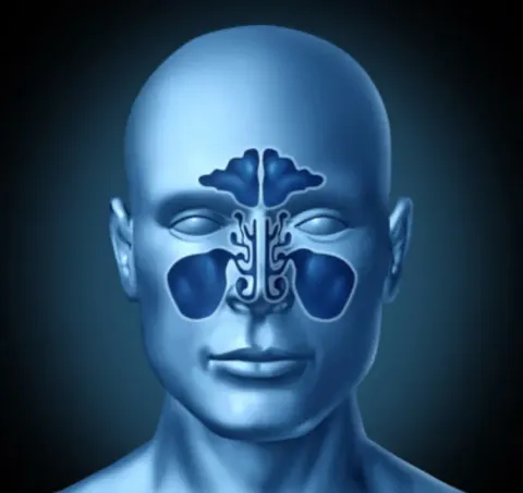 human paranasal sinus cavities